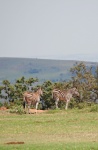 Zebra standing on the edge of field
