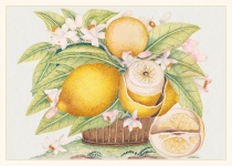 Lemon basket vintage art