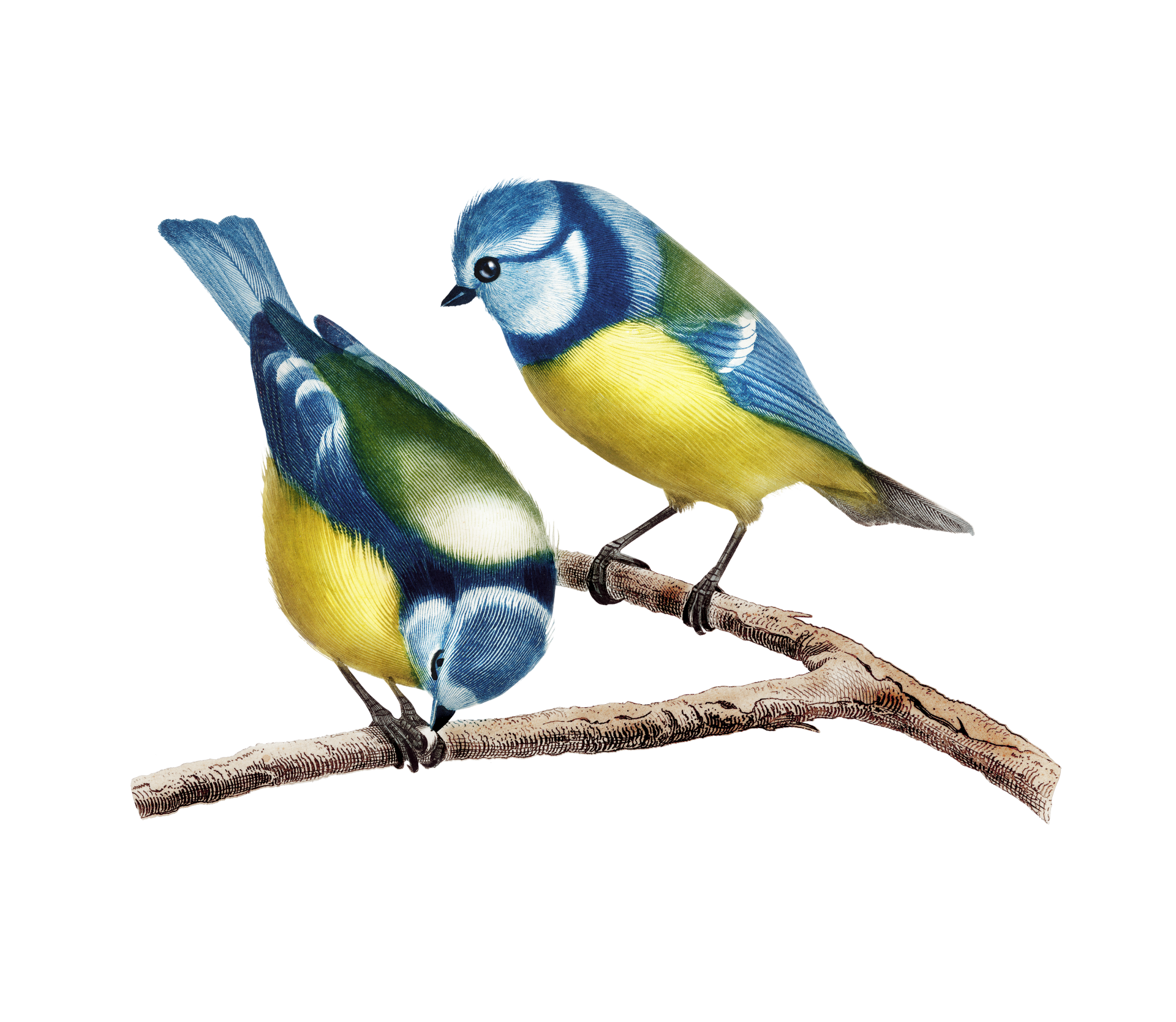 Blå tit fåglar vintage konst
