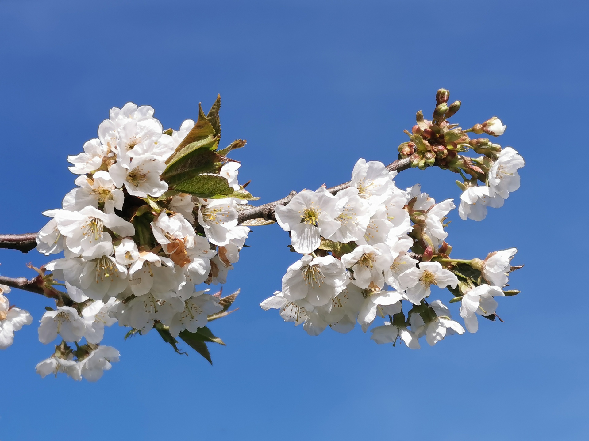 Blossoms Free Stock Photo - Public Domain Pictures