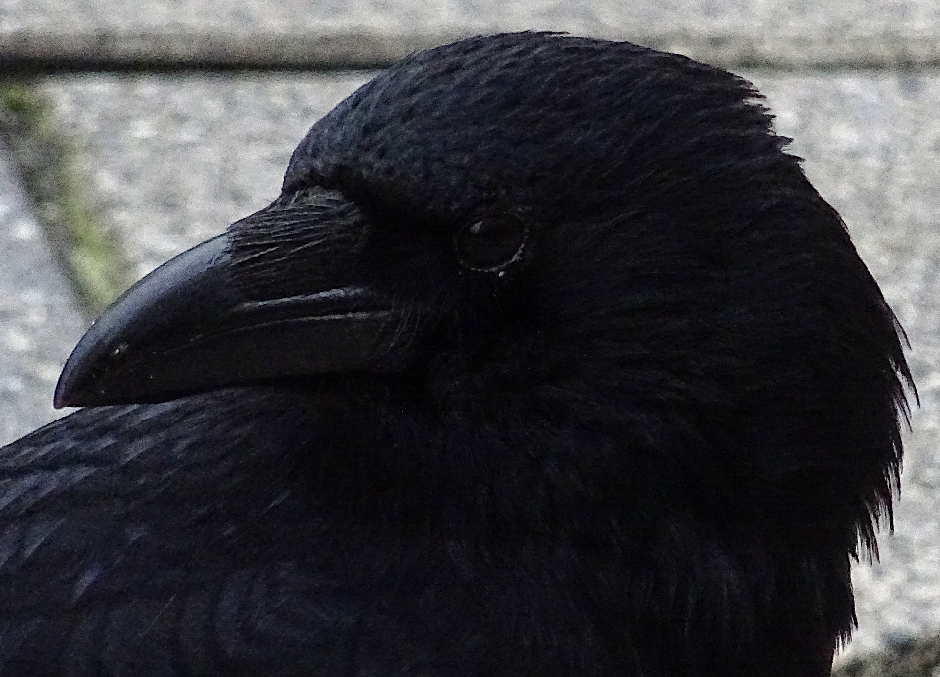 Crow Up Close Free Stock Photo Public Domain Pictures