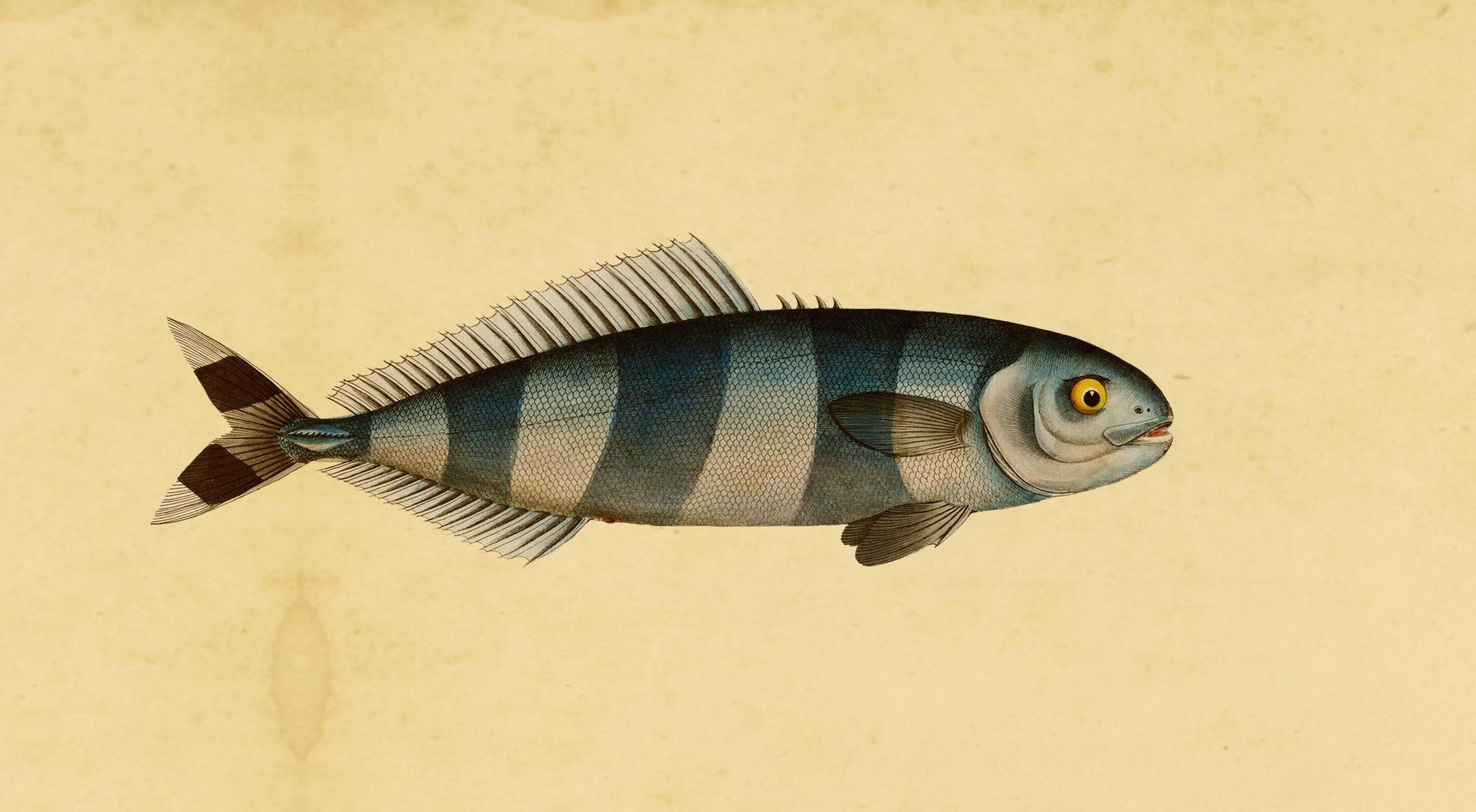 Vintage print van vismakreel