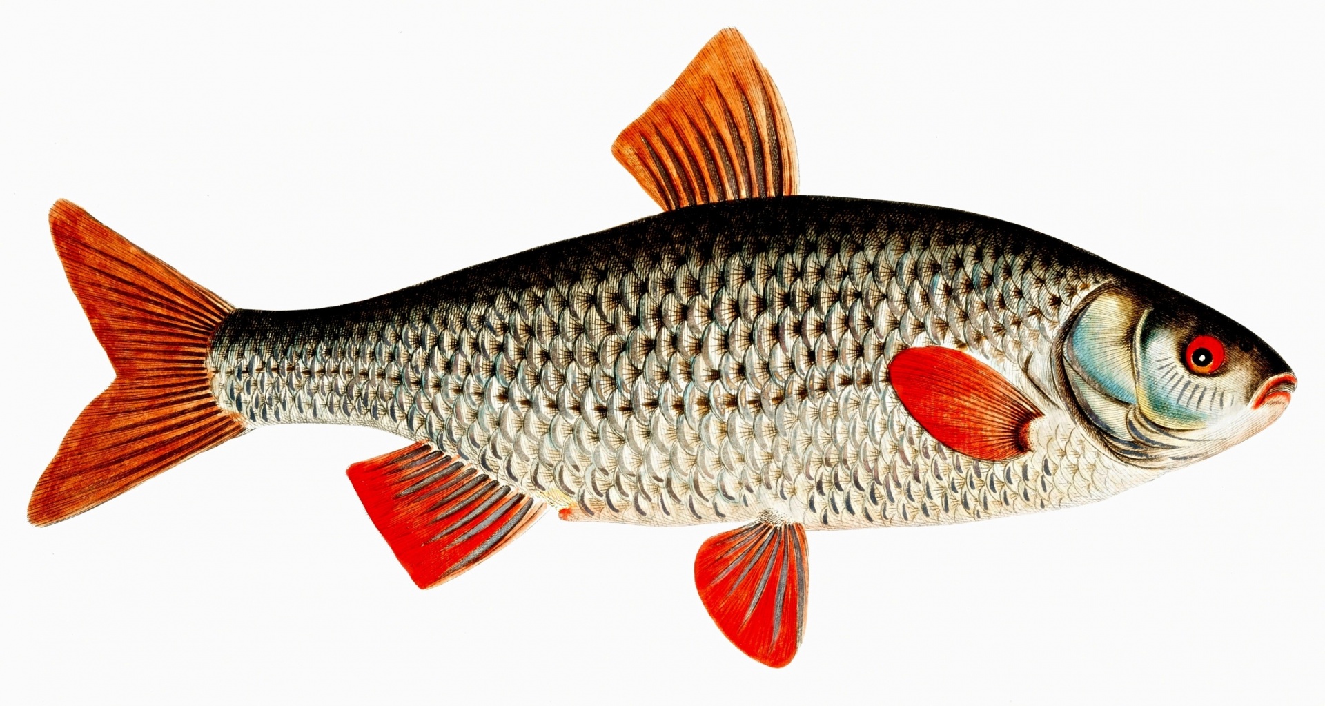 Freshwater Fish Free Stock Photo - Public Domain Pictures
