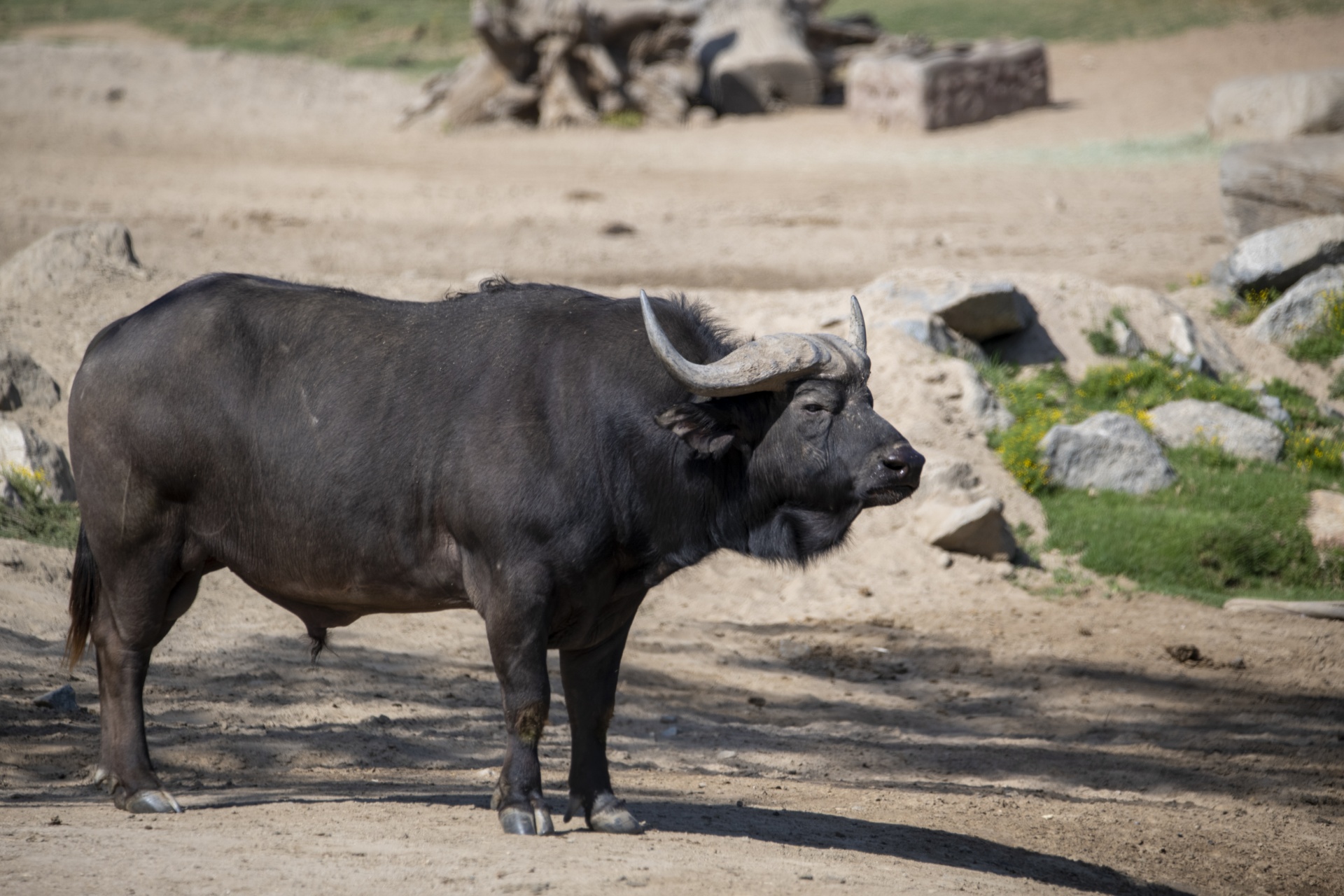 非洲水牛在阿多公园，南非4图片素材_免费下载_jpg图片格式_高清图片200008365_摄图网