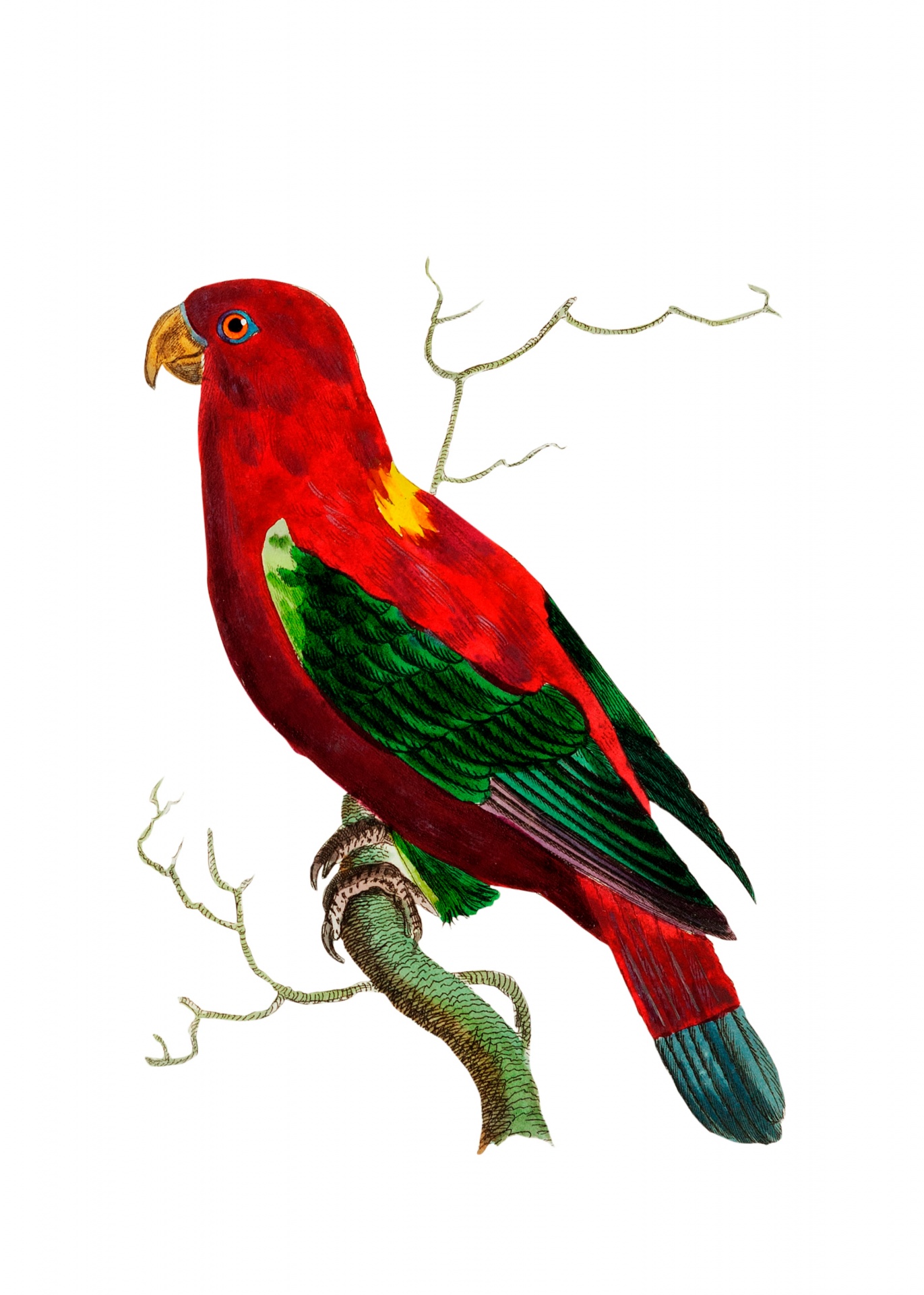 Art vintage oiseau perroquet