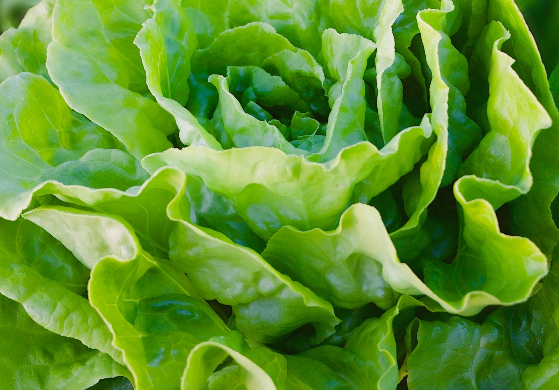 Salad Vegetable Leaf Lettuce Free Stock Photo - Public Domain Pictures