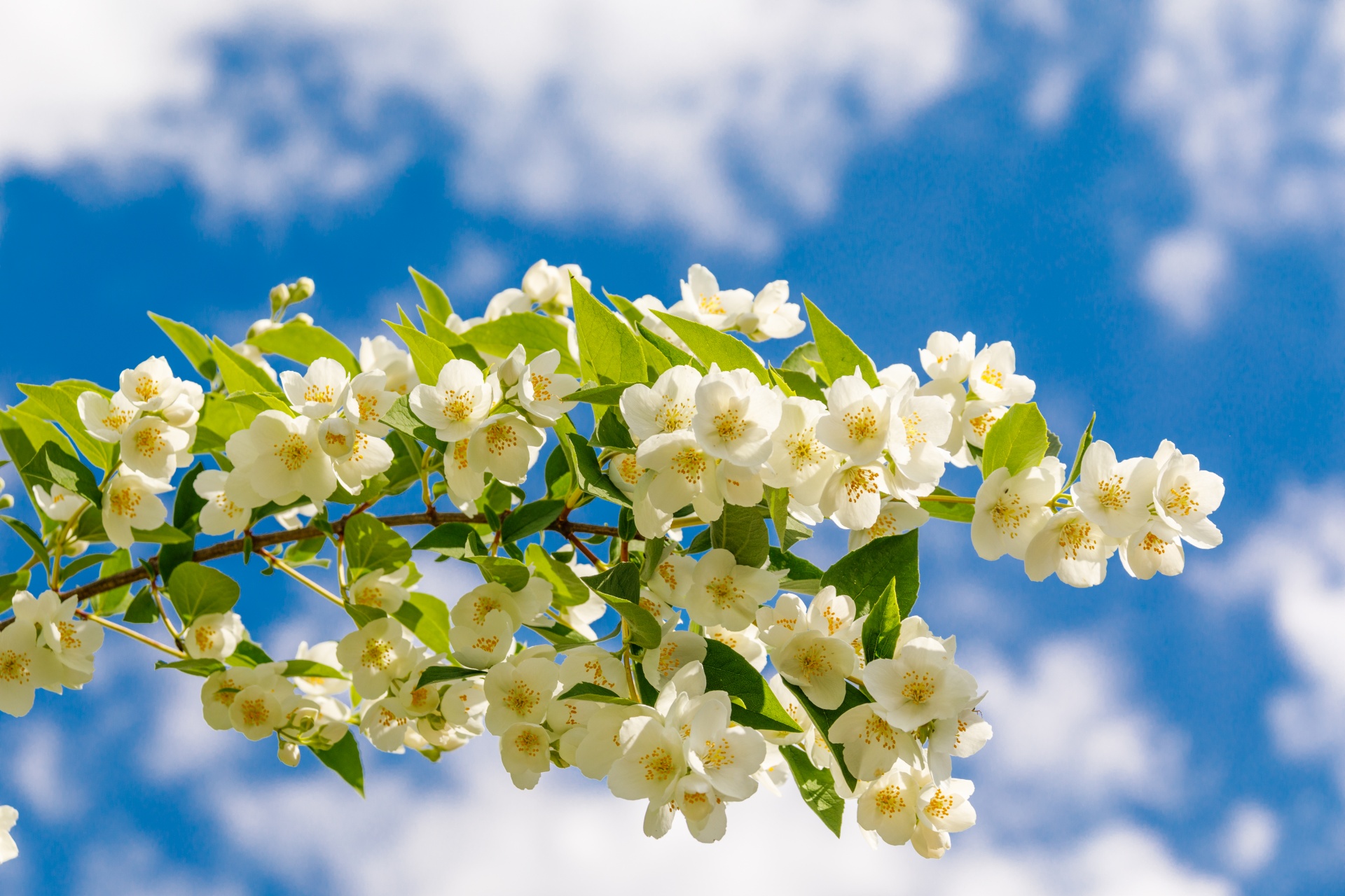 春天开白花的灌木图片,带名字_百度知道