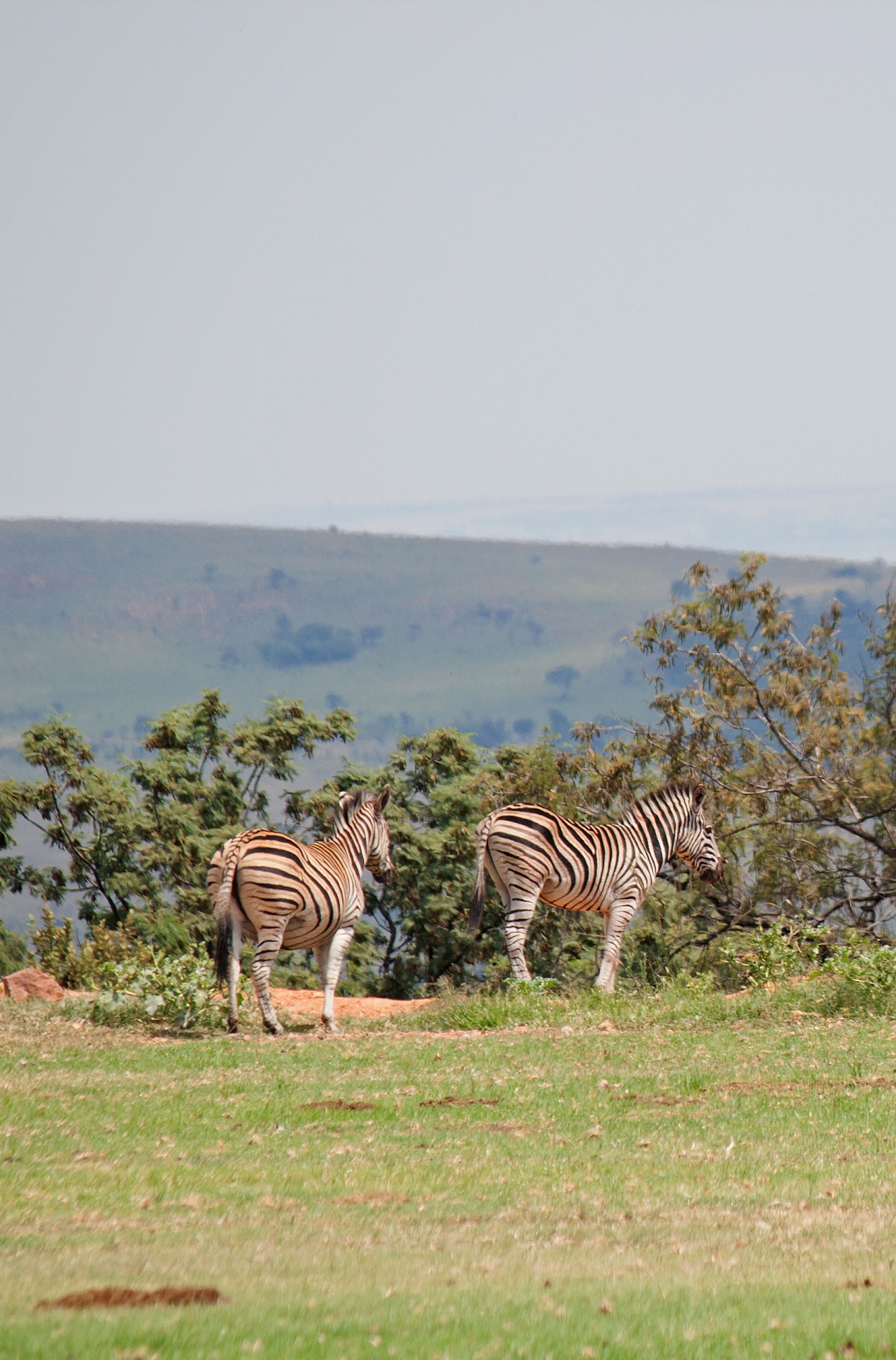 Zebra staande aan de rand van het veld