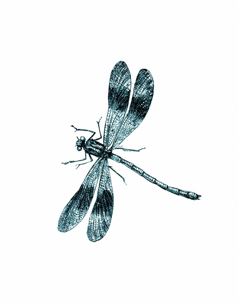 Clipart Vintage Dragonfly Free Stock Photo - Public Domain Pictures