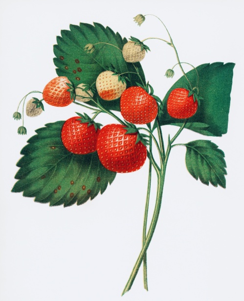 Клубника фрукты фрукты арт Бесплатная фотография - Public Domain Pictures