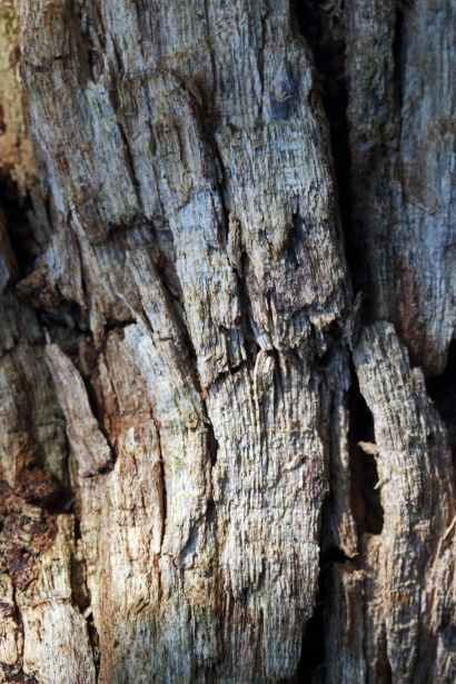 腐敗した木の繊維質 無料画像 Public Domain Pictures