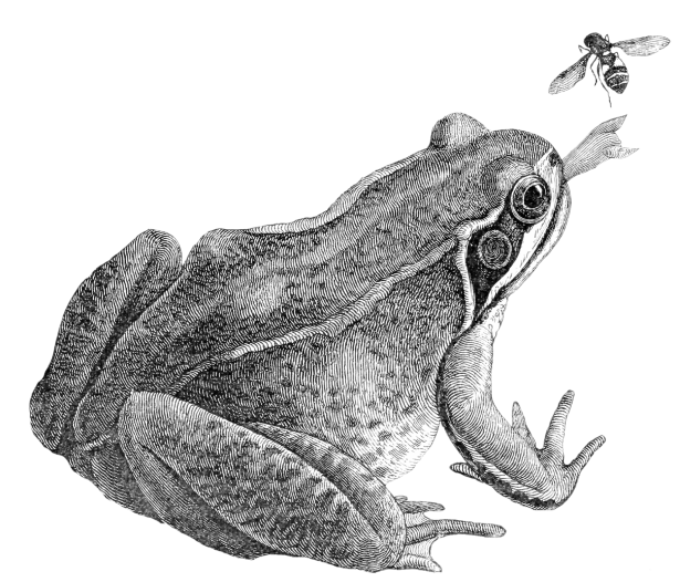 https://www.publicdomainpictures.net/pictures/410000/nahled/frog-catching-a-fly.png