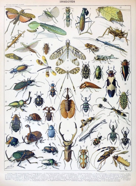昆虫カブトムシヴィンテージイラスト 無料画像 Public Domain Pictures