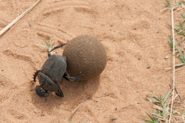 Large Black Dung Beetle At Work Free Stock Photo - Public Domain Pictures