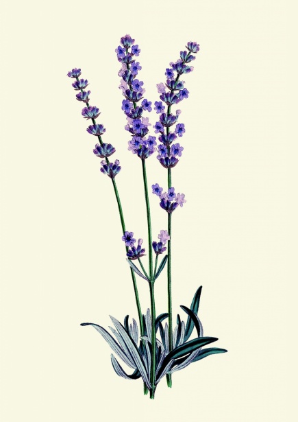 Lavender Flowers Watercolor Clipart Free Stock Photo - Public Domain ...