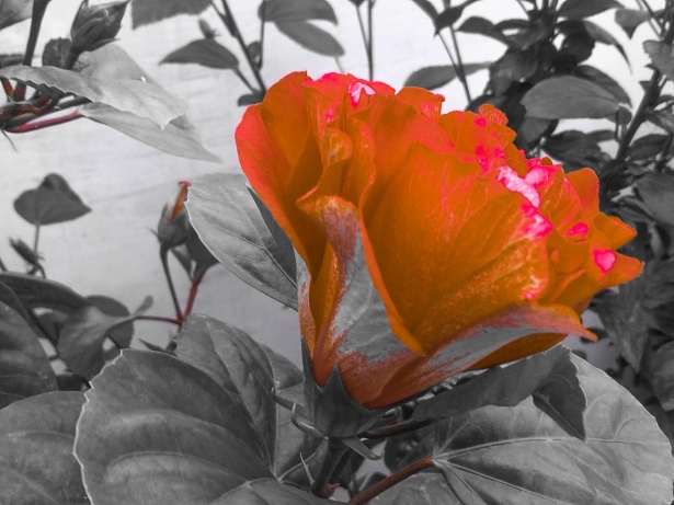 赤いハイビスカスの夏の花 無料画像 Public Domain Pictures
