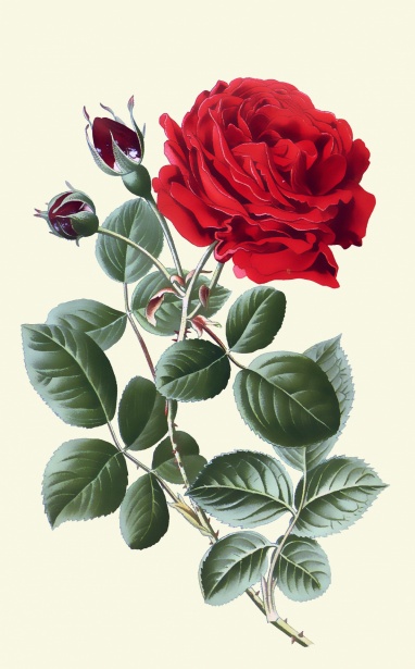 Red Rose Vintage Clipart Free Stock Photo - Public Domain Pictures