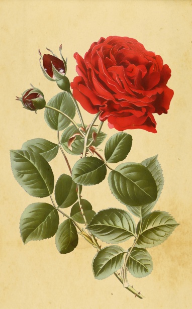 Red Rose Vintage Illustration Free Stock Photo - Public Domain Pictures