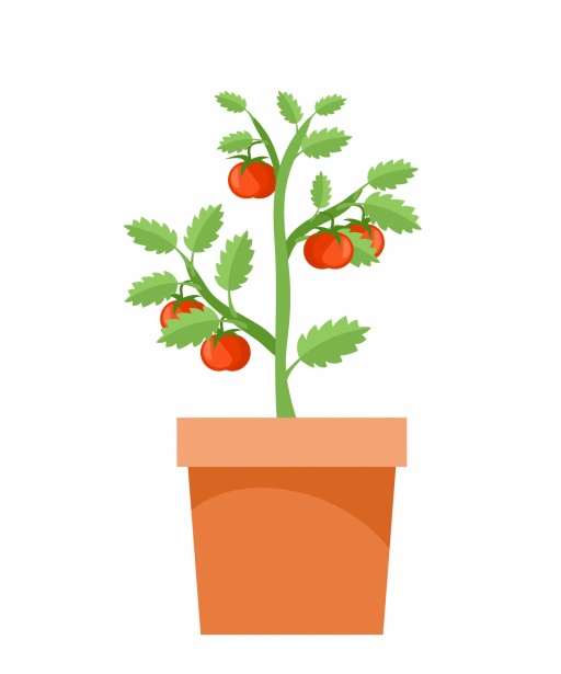 https://www.publicdomainpictures.net/pictures/410000/nahled/tomato-plant-illustration-clipart.jpg
