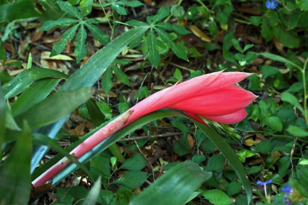 Capullo de flor de bromelia rosa sin abr Stock de Foto gratis - Public  Domain Pictures