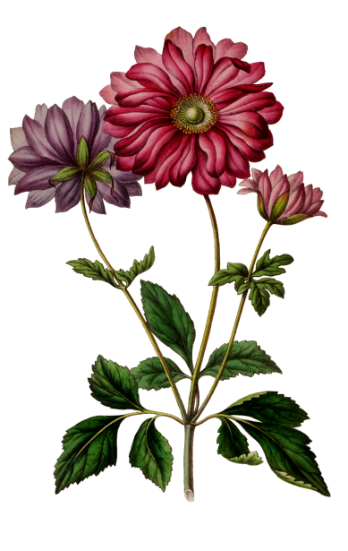 Imágenes Prediseñadas de anémona de flor Stock de Foto gratis - Public  Domain Pictures