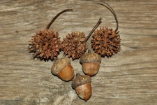 Acorns And Sycamore Seed Pods