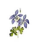 Arte vintage de flores de Columbine