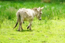 草地上的驴
