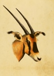 Antilop, Oryx Vintage Art