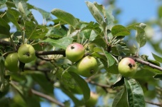 Äpplen äppelträd närbild foto