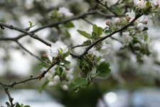 Apple blossom gren våren äppelträd