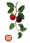 Arte vintage de fruta de albaricoque