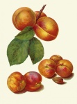 Albicocca Frutta Vintage Clipart