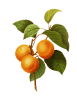 Aprikosenfrucht Vintage Clipart