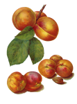 Ilustración vintage de fruta de albarico