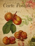 Cartolina Vintage Frutta Albicocca