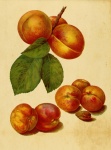 Stampa Vintage Frutta Albicocca