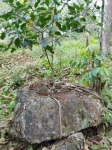Träd på en sten