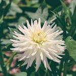 アスター、白い花