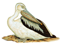 Pelicano Australiano
