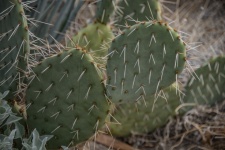 Cactus Beavertail