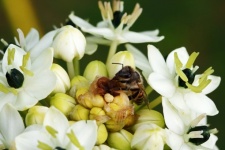 Albină pe floarea albă de ornithigalum