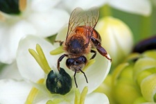 Albină așezată pe ornitigalum alb