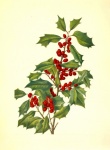 Berries red branch vintage