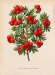 Berries Red Branch Vintage