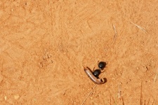 Escarabajos con restos de ciempiés