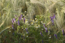 Campo di fiori di camomilla del pascolo