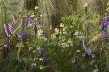 Včelí pastviny květy heřmánku