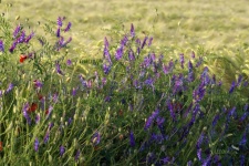 Včelí pastvina květiny Phacelia
