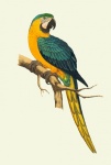 Clipart de arara vintage de pássaro